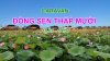 crvdongsenthapmuoi072020.